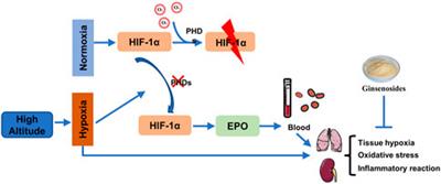 Ginsenosides ameliorates high altitude-induced hypoxia injury in lung and kidney tissues by regulating PHD2/HIF-1α/EPO signaling pathway